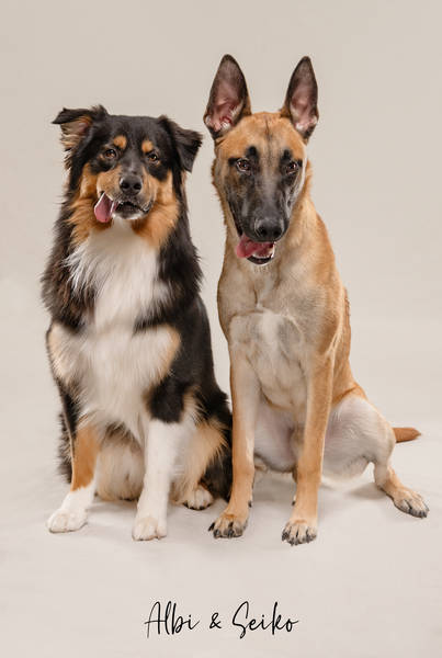 Albi Seiko OK Z63 7957 FINAL