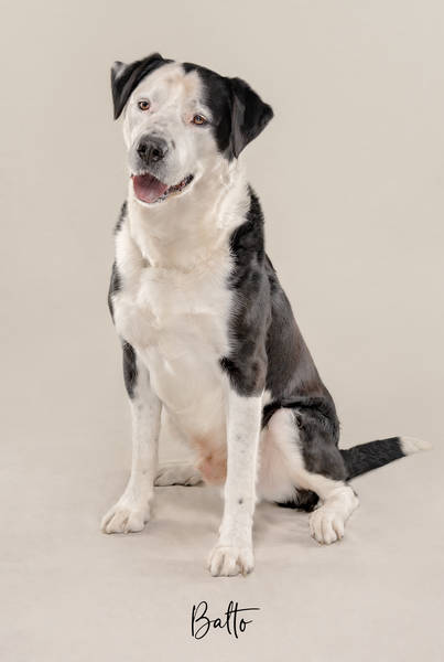 Balto ok A7407764 FINAL