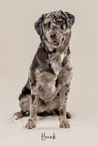 Buck OK A7406685 FINAL