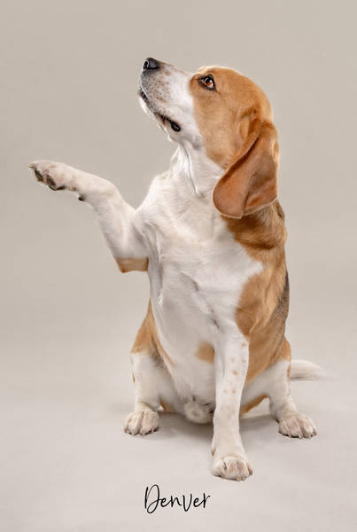 Denver OK1 A7406351 FINAL