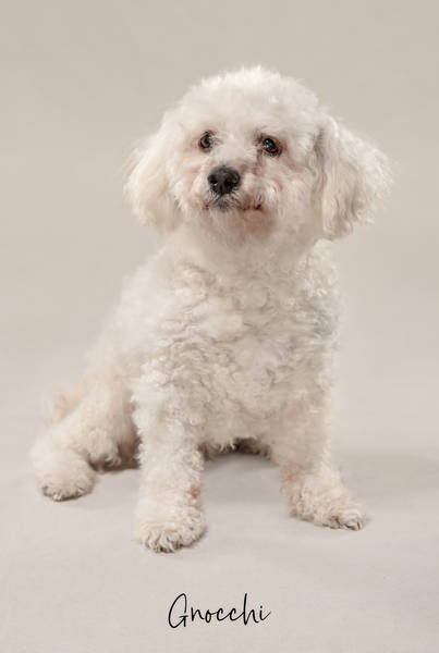 Gnocchi OK A7406342 FINAL