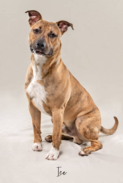 Ice ok A7407956 FINAL