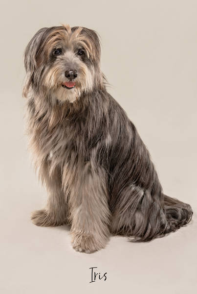 Iris ok A7407122 FINAL