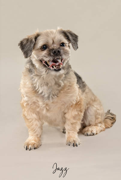 Jazz ok A7407396 FINAL