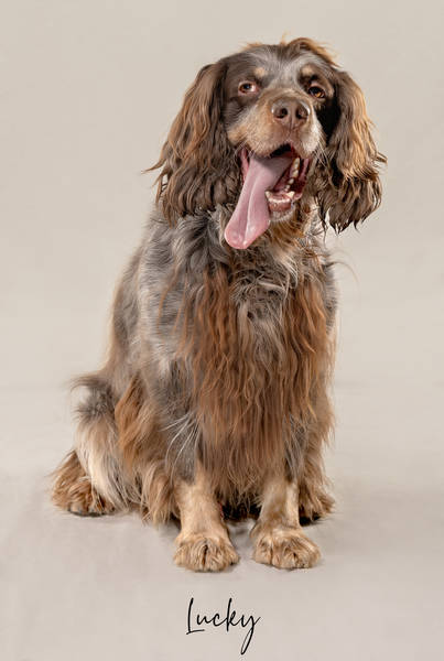 Lucky OK 4 A7407737 FINALokk