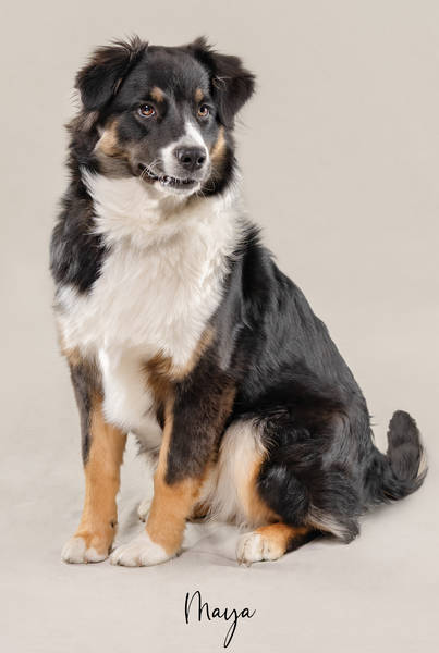 Maya ok A7407847 FINAL