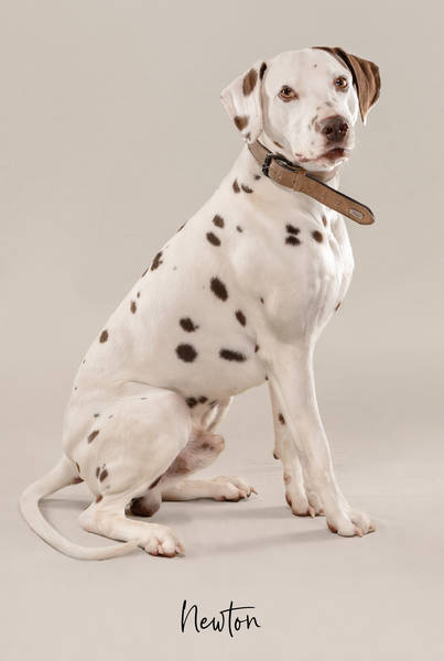 Newton OK1 Z63 7928 FINAL