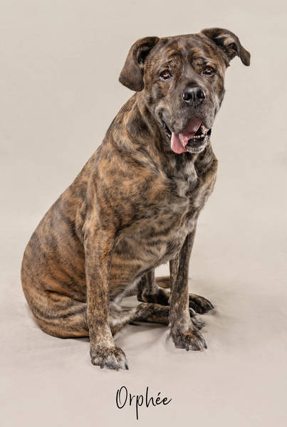 Orphée ok A7408278 FINAL