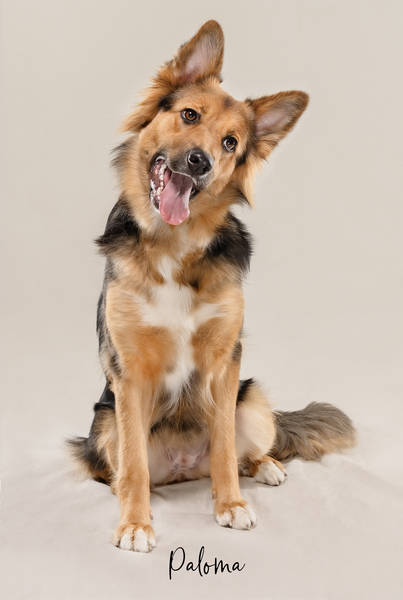 Paloma ok A7407831 FINAL