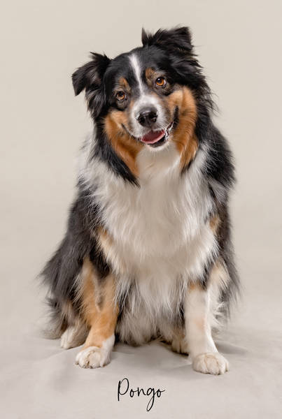 Pongo okA7406710 FINAL