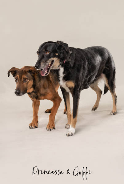 Princesse Goffi OK A7406973 FINAL