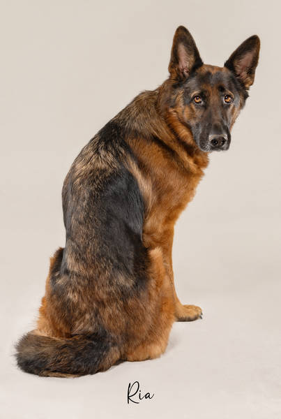 RIA Z63 7826 FINALok