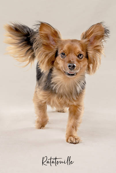 Ratatouille OK A7407661 FINAL
