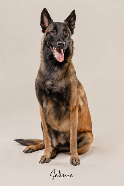 Sakura ok A7406920 FINAL