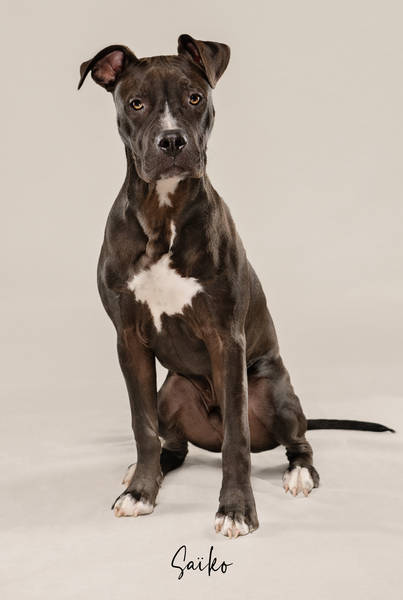 Saïko OK Z63 7844 FINALok