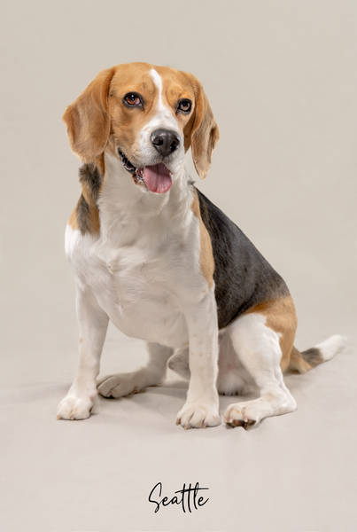 Seattle OK A7406795 FINAL