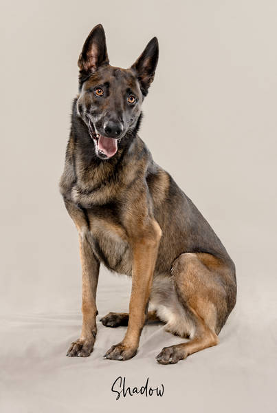 Shadow ok A7407804 FINAL