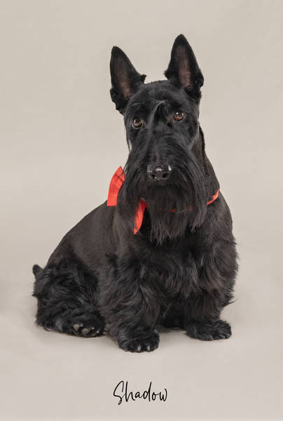 Shadow ok A7408302 FINAL