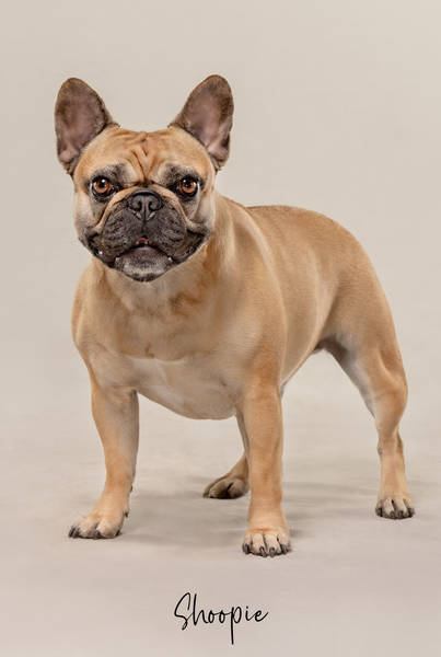 Shoopie ok A7408088 FINAL