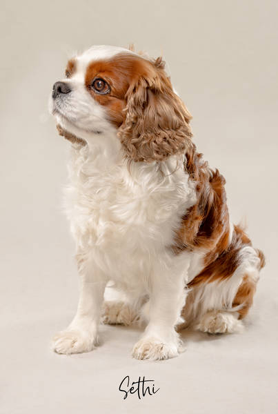 Séthi OK A7406650 FINAL