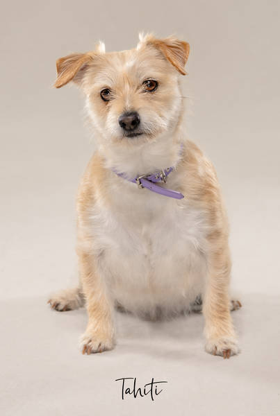 Tahiti OK Z63 7860 FINAL