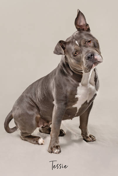 Tessie ok A7408019 FINAL