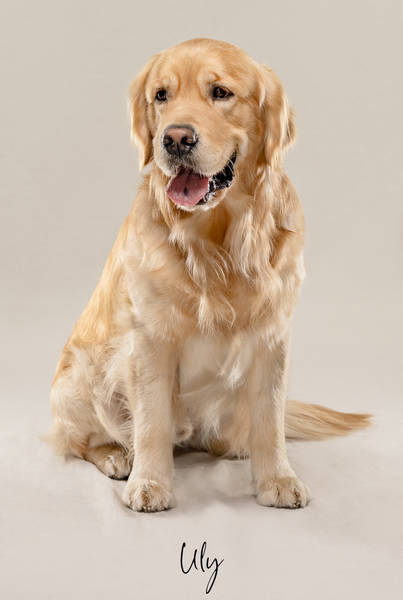 Uly ok A7407138 FINAL