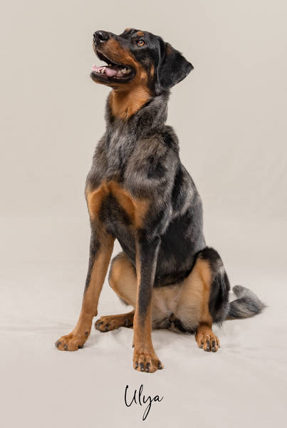 Ulya ok A7406740 FINAL