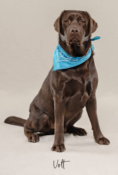 Volt OK A7406584 FINAL