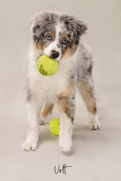 Volt OK1 A7407681OK FINAL