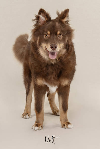 Volt ok A7408224 FINAL