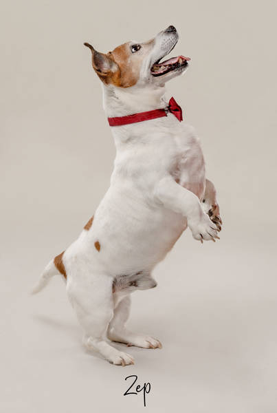 Zep OK1 A7406387 FINAL2