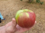 L'association Marly Ma Petite Planète organise une récolte de pommes dans toute la ville !