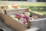 L'association Marly Ma Petite Planète organise une récolte de pommes dans toute la ville !