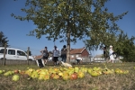 Cueillette de pommes au Verger de l'école Louise Michel - 31 07 2020