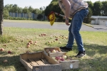 Cueillette de pommes au Verger de l'école Louise Michel - 31 07 2020