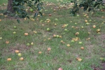 Récolte pommes Jardin des Coquelicots - 25 08 2020