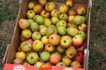 Récolte pommes Jardin des Coquelicots - 25 08 2020